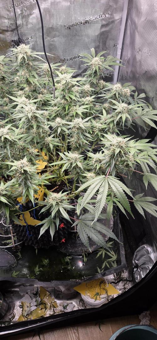 Frozen black cherry. Week 17
