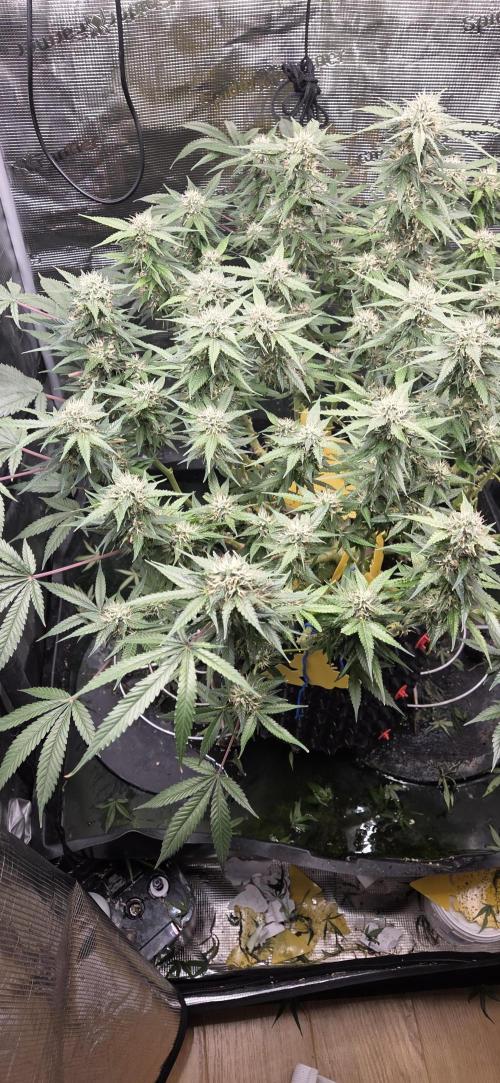 Frozen black cherry. Week 17