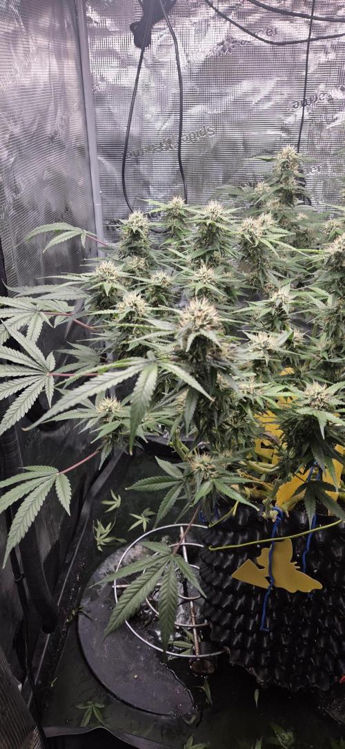 Frozen black cherry. Week 17