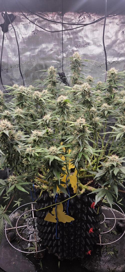 Frozen black cherry. Week 17