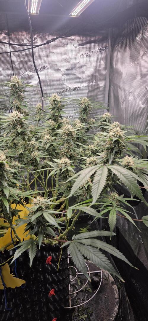 Frozen black cherry. Week 17