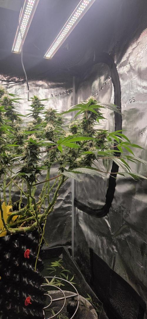 Frozen black cherry. Week 17