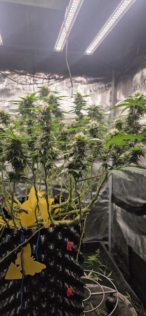 Frozen black cherry. Week 17