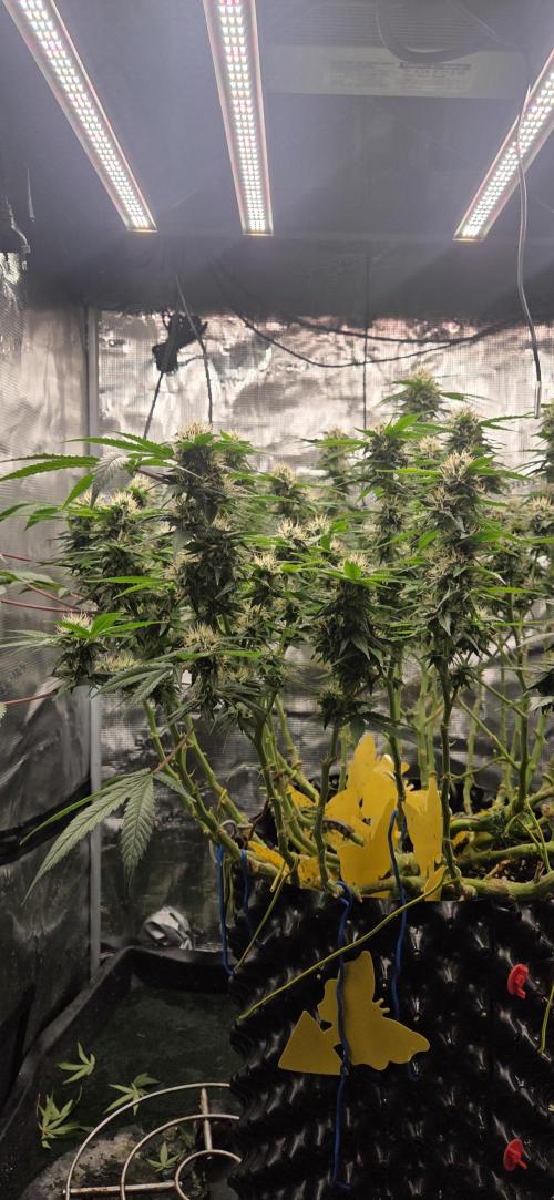Frozen black cherry. Week 17