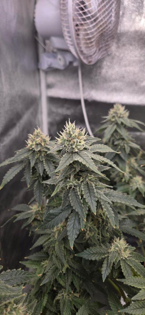 Big Buddha Cheese. Week 18