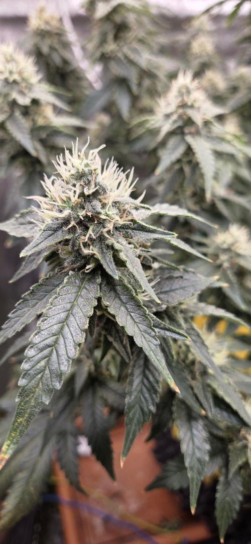 Big Buddha Cheese. Week 18
