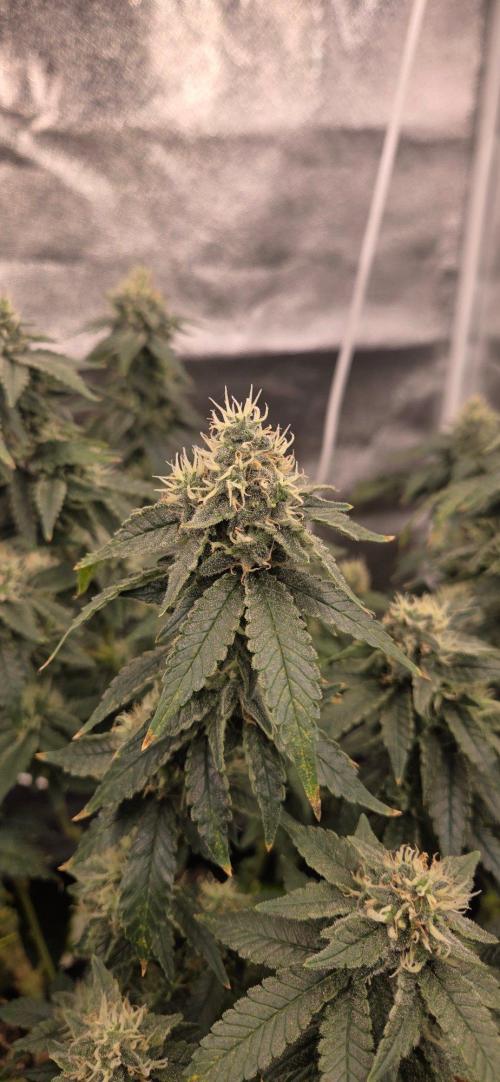 Big Buddha Cheese. Week 18