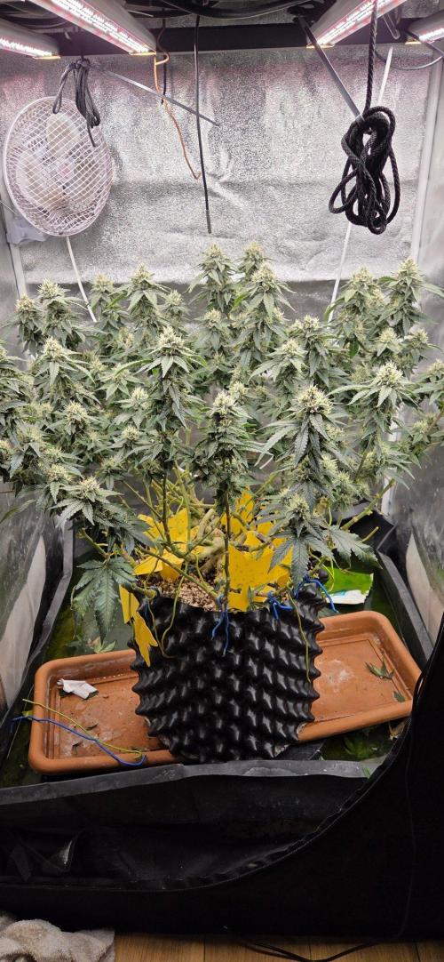 Big Buddha Cheese. Week 18