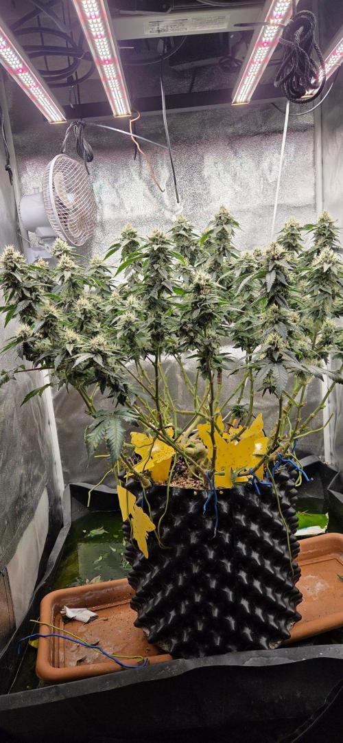 Big Buddha Cheese. Week 18