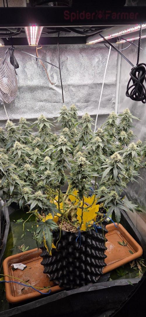 Big Buddha Cheese. Week 18