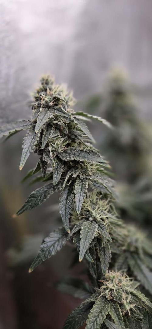 Big Buddha Cheese. Week 18