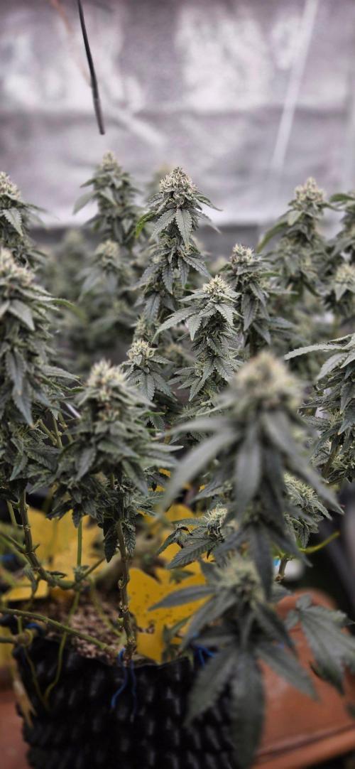 Big Buddha Cheese. Week 18