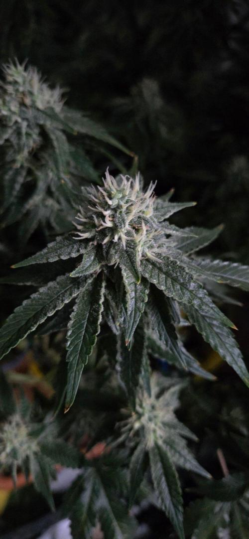 Big Buddha Cheese. Week 18