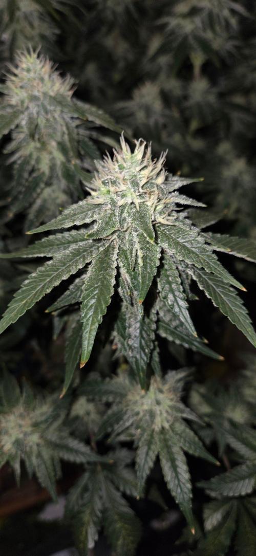 Big Buddha Cheese. Week 18