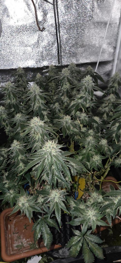 Big Buddha Cheese. Week 18
