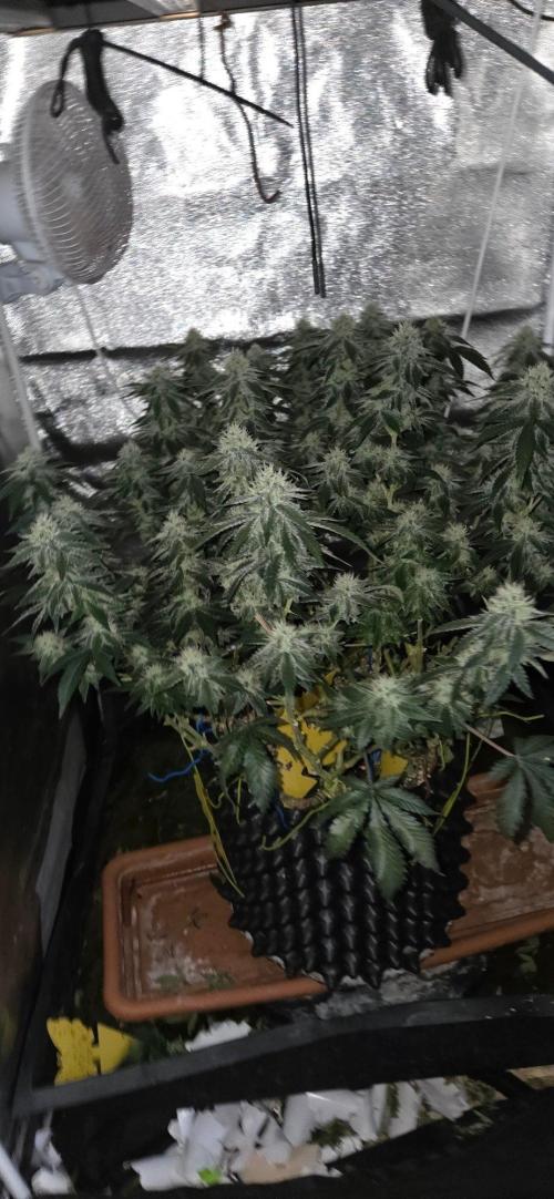 Big Buddha Cheese. Week 18