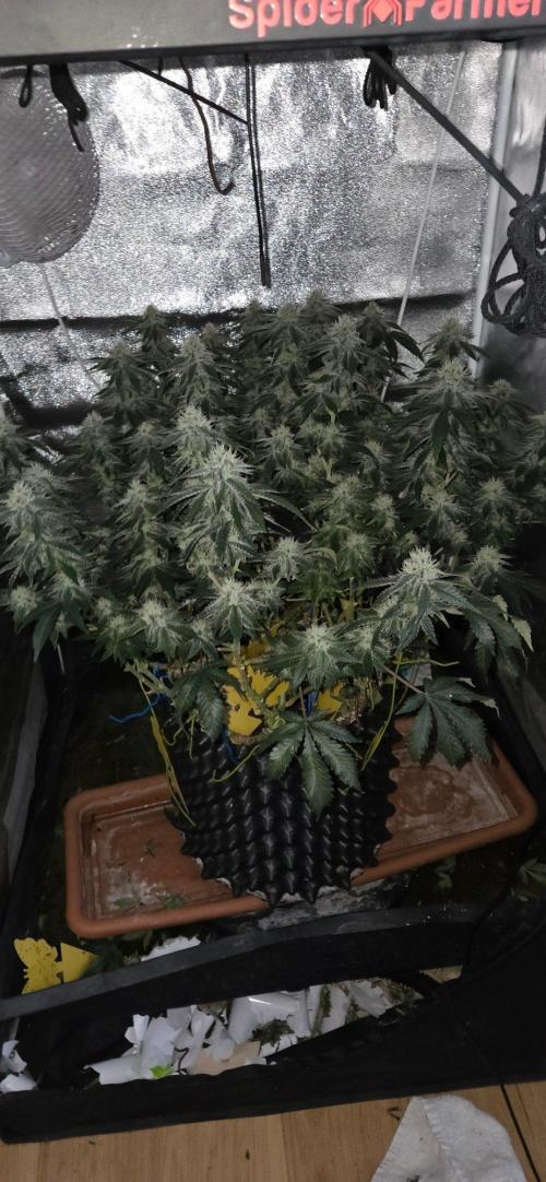 Big Buddha Cheese. Week 18