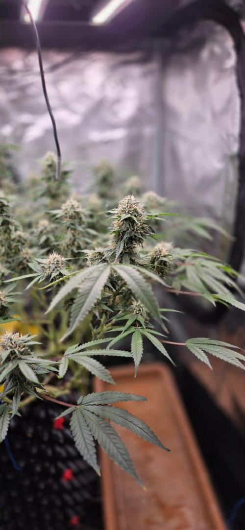 Frozen black cherry. Week 18