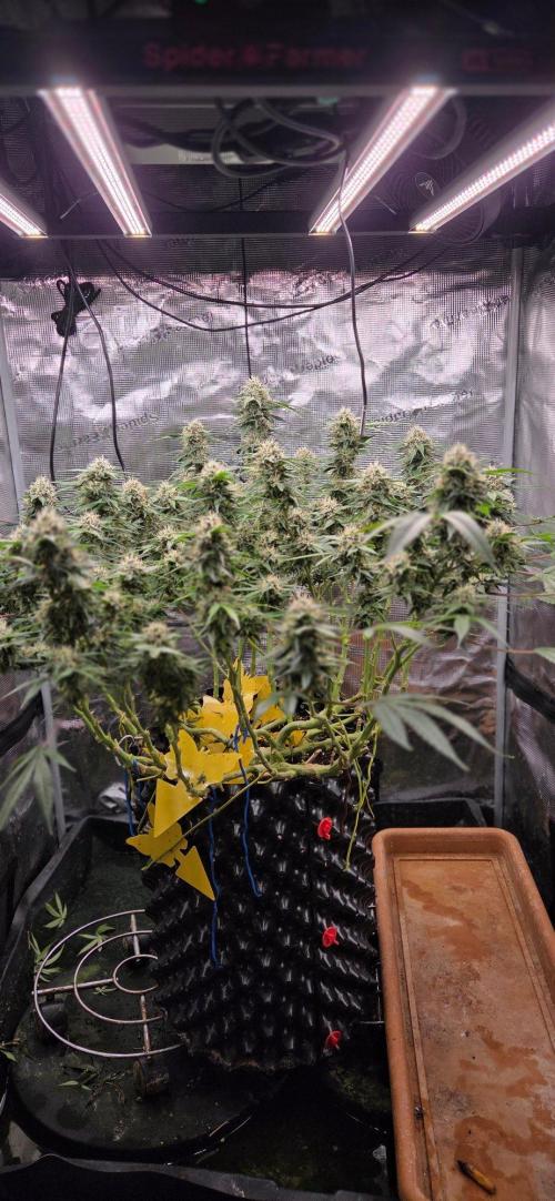 Frozen black cherry. Week 18
