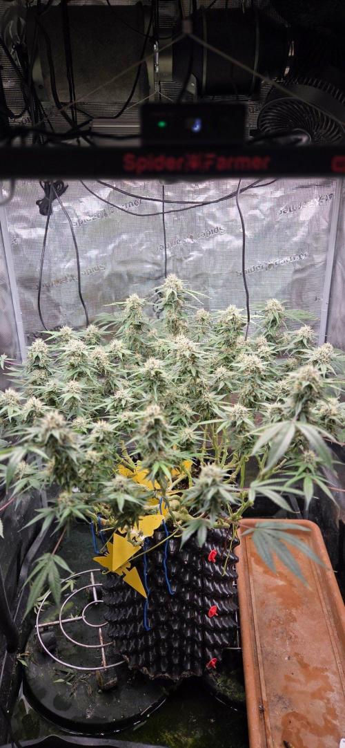 Frozen black cherry. Week 18