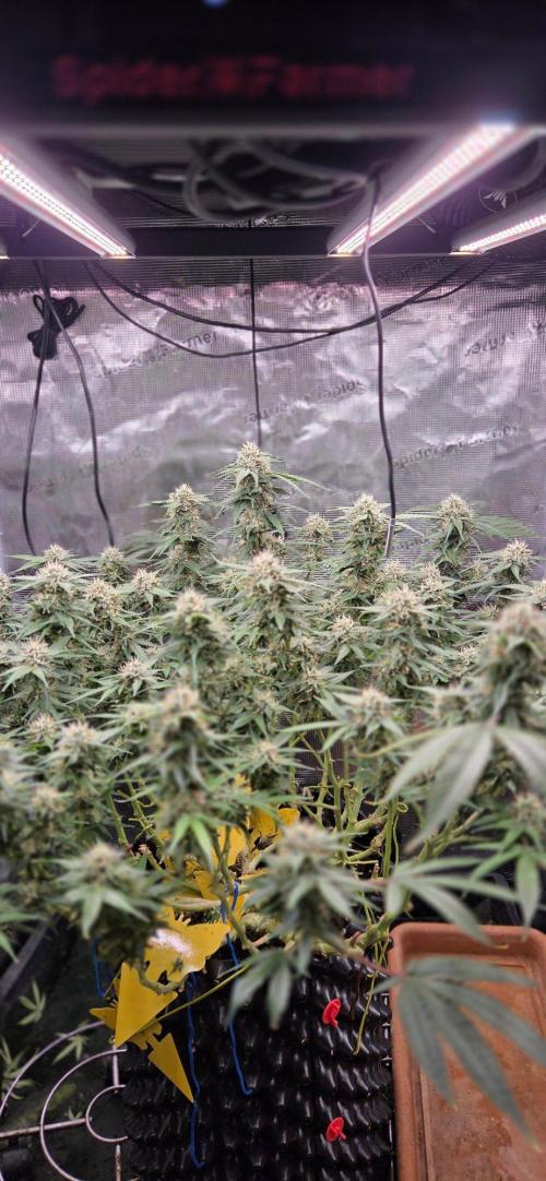 Frozen black cherry. Week 18