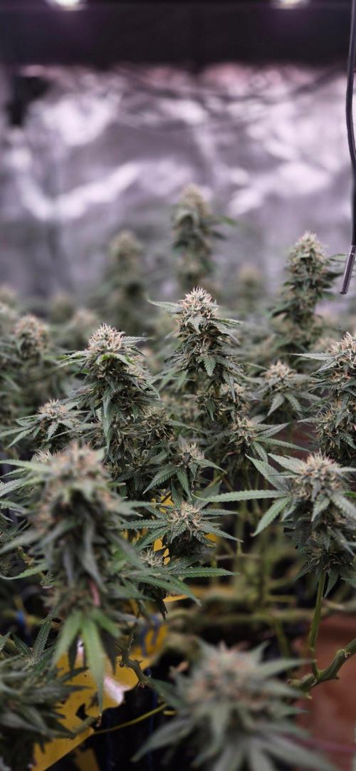 Frozen black cherry. Week 18