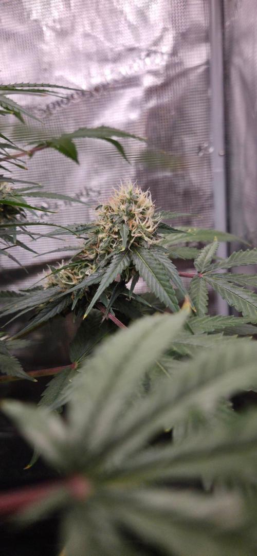 Frozen black cherry. Week 18
