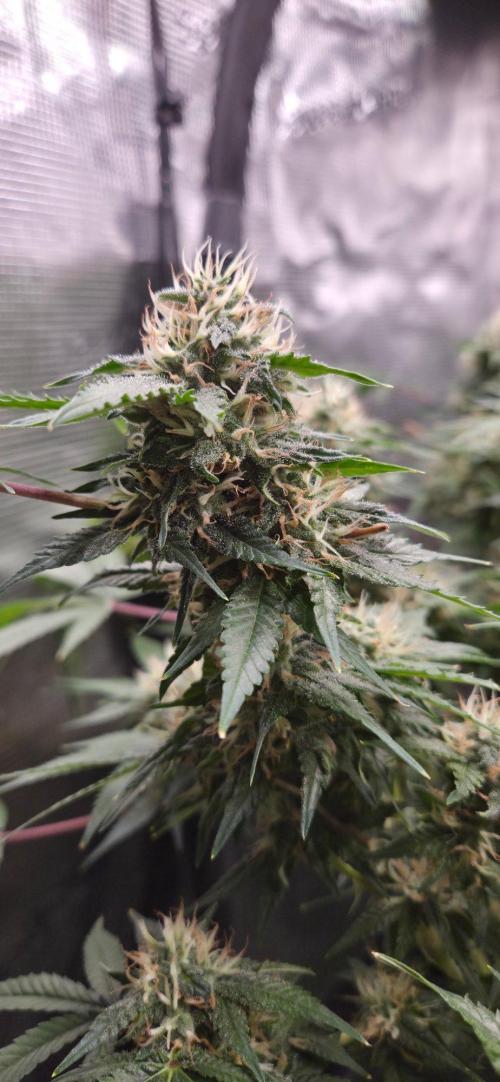 Frozen black cherry. Week 18