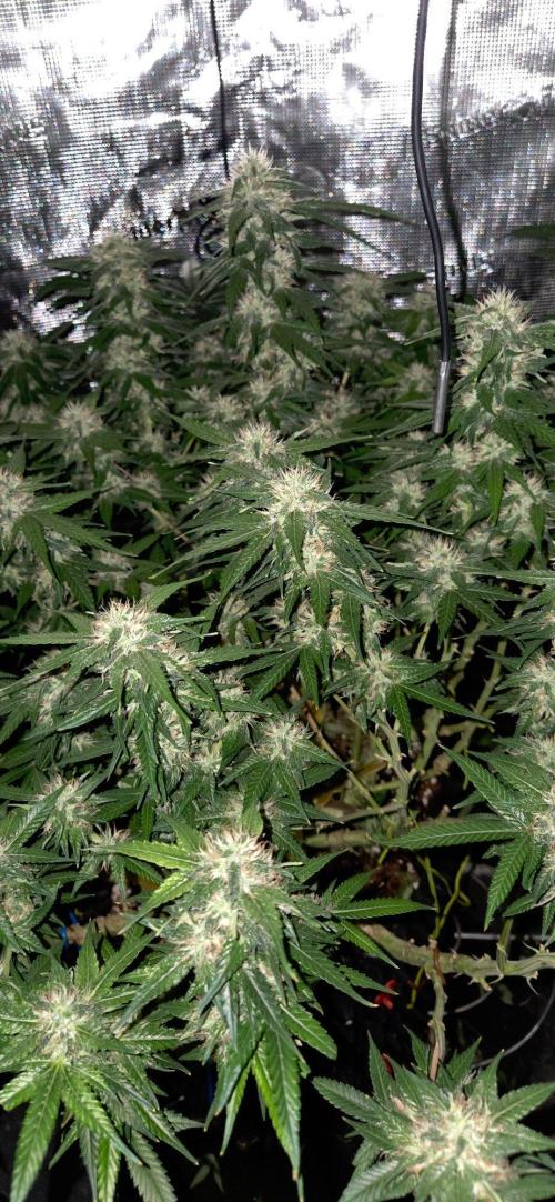 Frozen black cherry. Week 18