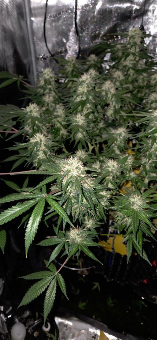 Frozen black cherry. Week 18