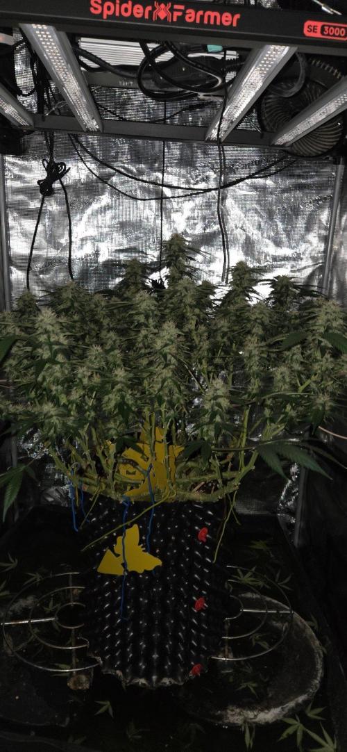 Frozen black cherry. Week 18