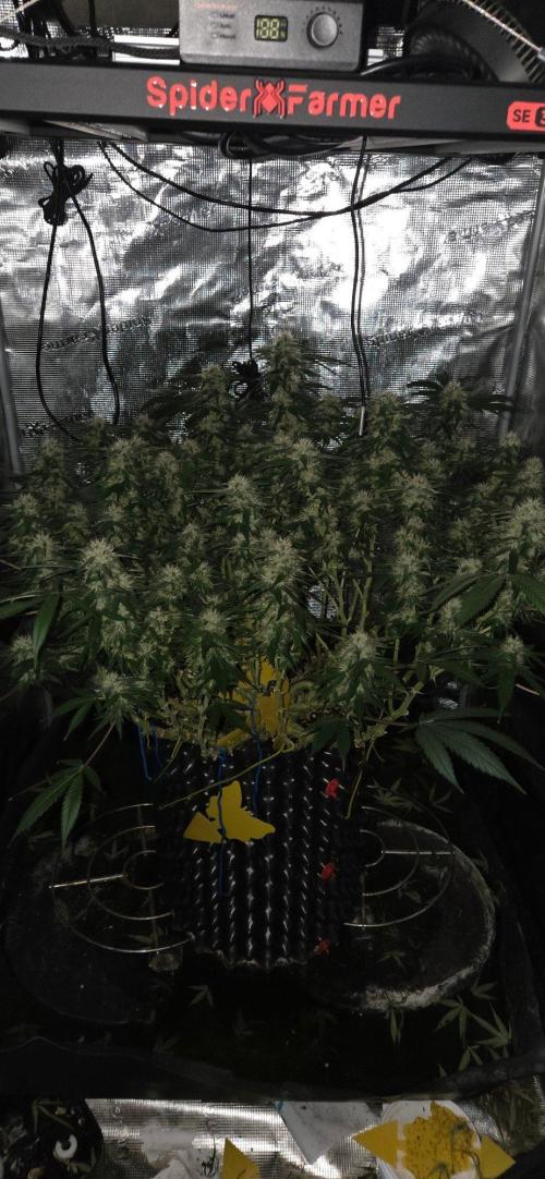 Frozen black cherry. Week 18