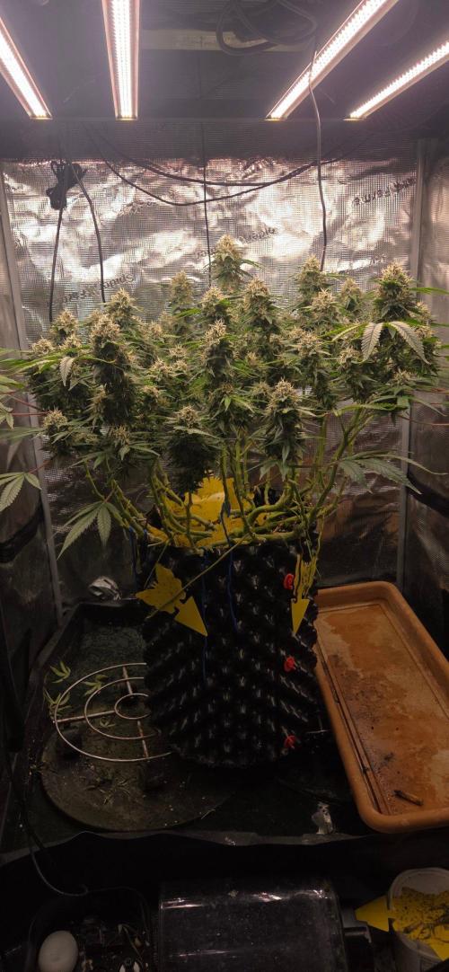 Frozen black cherry. Week 19