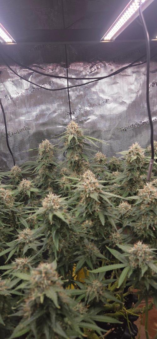 Frozen black cherry. Week 19