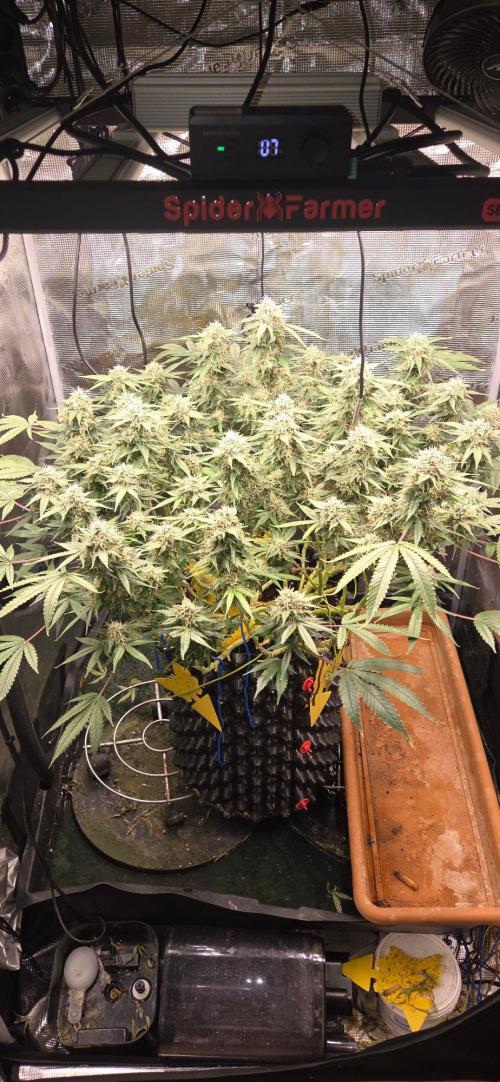 Frozen black cherry. Week 19