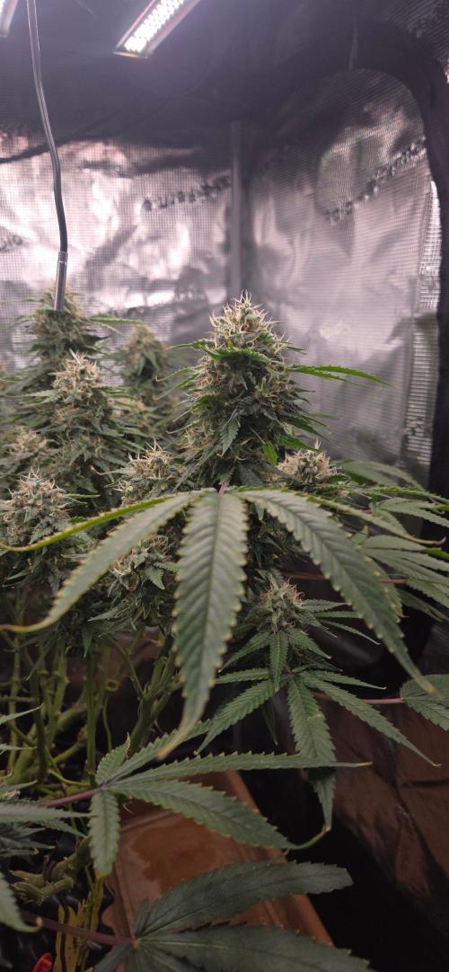 Frozen black cherry. Week 19