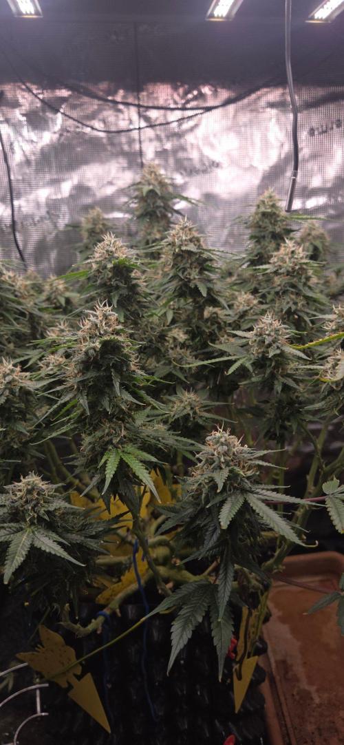 Frozen black cherry. Week 19