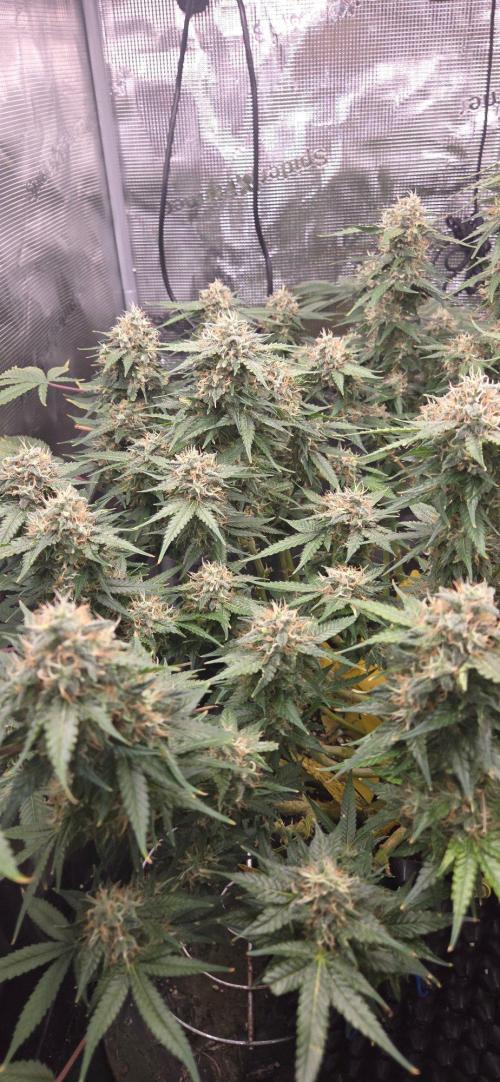 Frozen black cherry. Week 19