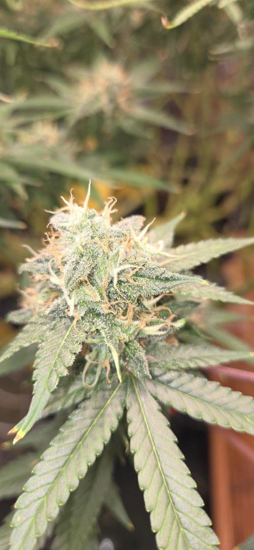 Frozen black cherry. Week 19