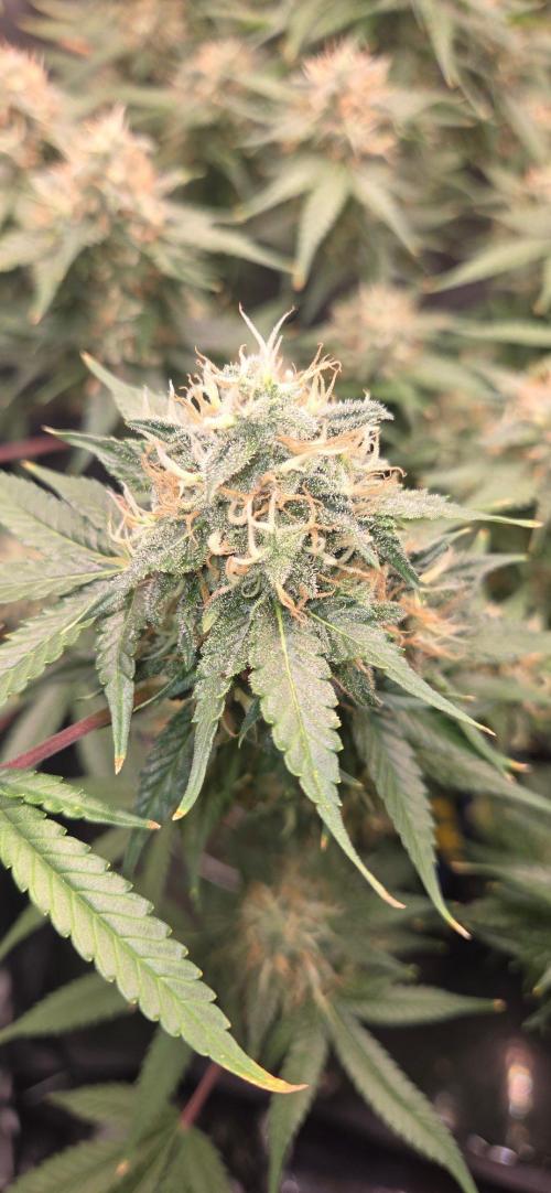 Frozen black cherry. Week 19