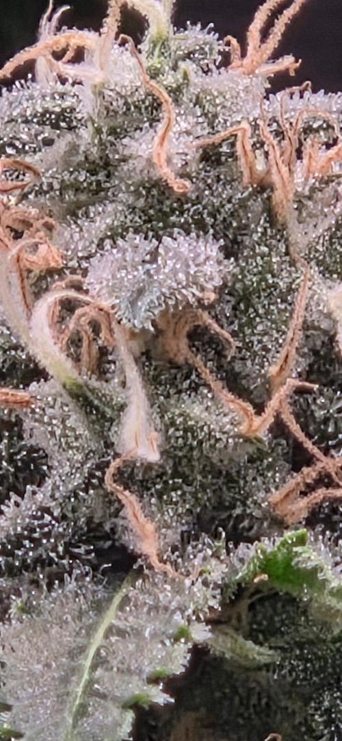 Frozen black cherry. Week 19
