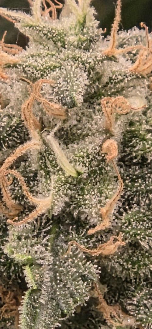Frozen black cherry. Week 19