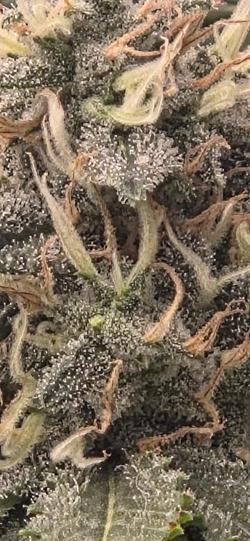 Frozen black cherry. Week 19