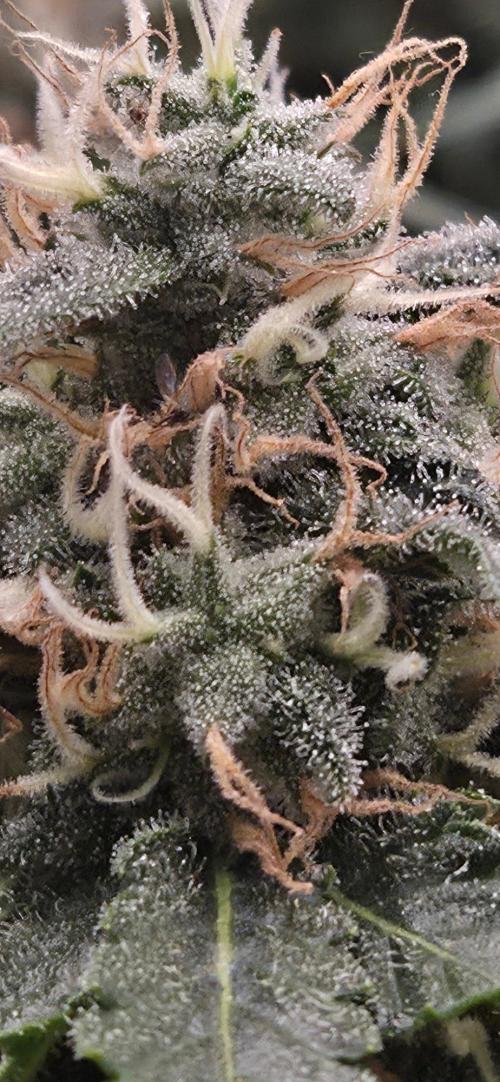 Frozen black cherry. Week 19