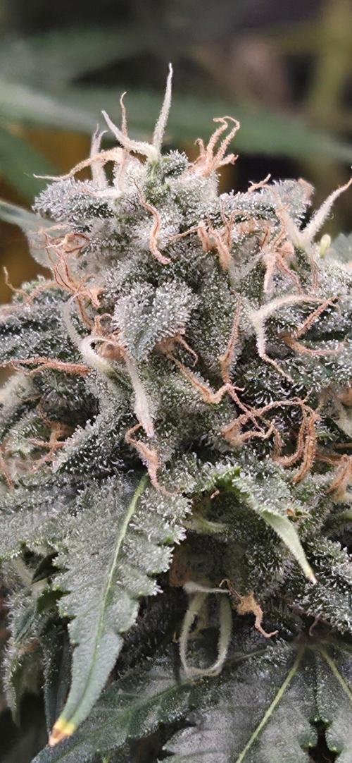 Frozen black cherry. Week 19