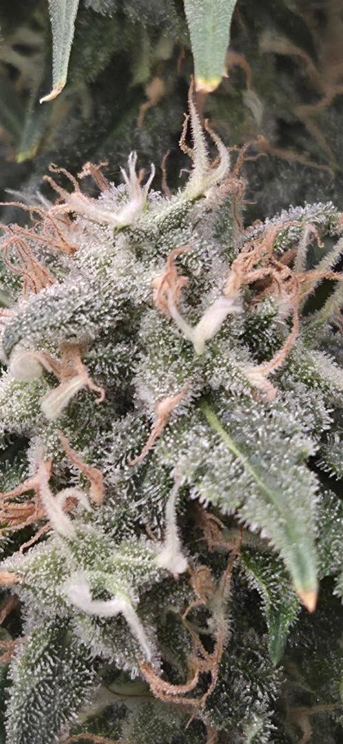 Frozen black cherry. Week 19