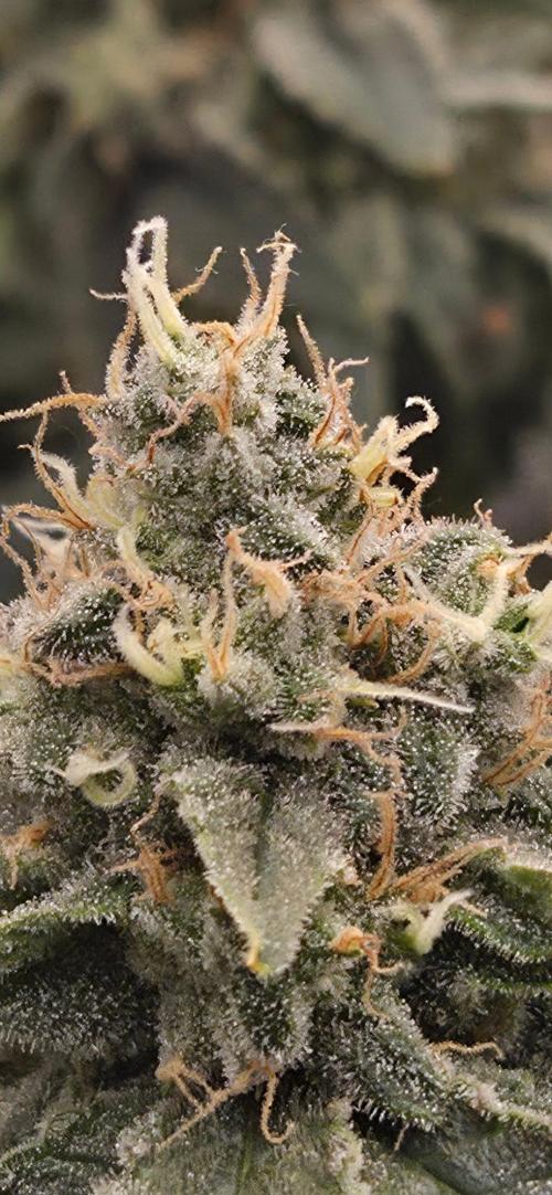 Big Buddha Cheese. Week 19