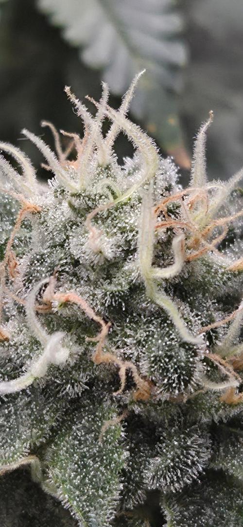 Big Buddha Cheese. Week 19