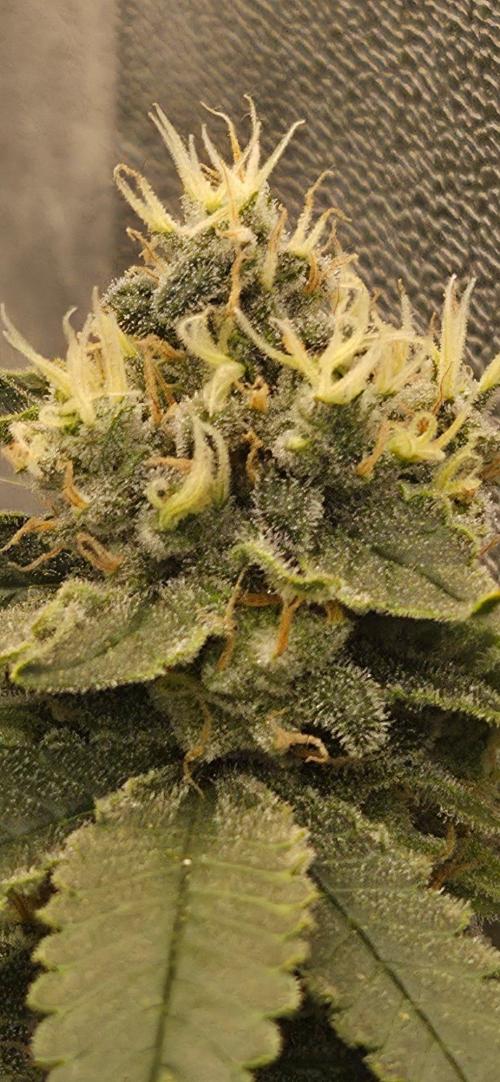 Big Buddha Cheese. Week 19