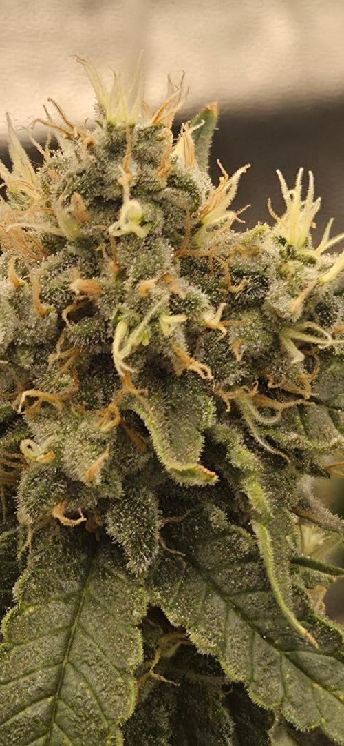 Big Buddha Cheese. Week 19